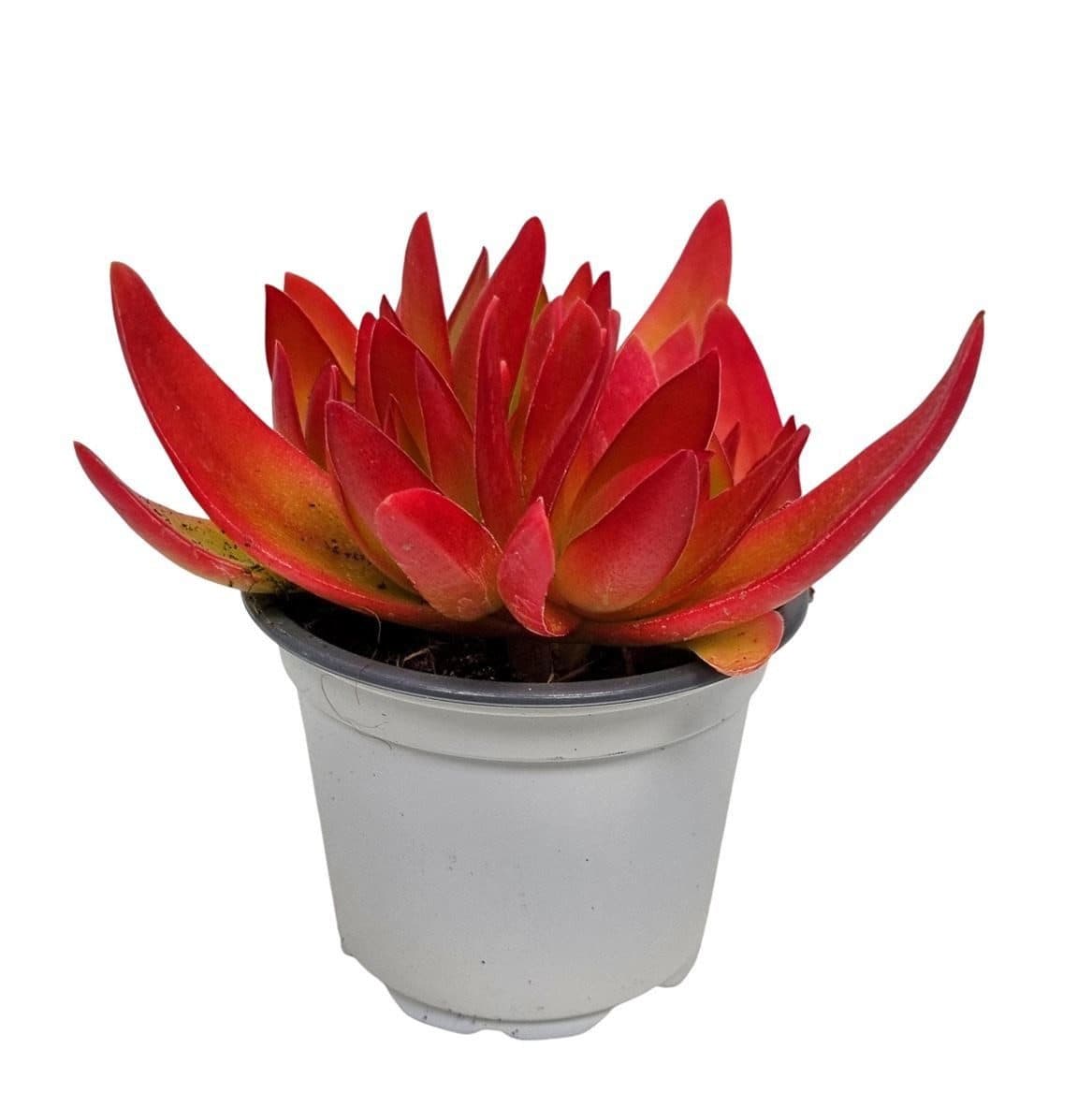meinvipshop Zimmerpflanze Sukulente Crassula On Fire Grün/Orange
