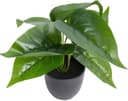 BOTANIC-HAUS Künstliche Zimmerpflanze Philodendron Grün mit Übertopf Bild 2