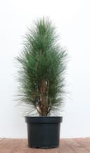 Pflanzen für Dich Pinus nigra Green Tower Schwarzkiefer Säulenform Immergrün Bild 2
