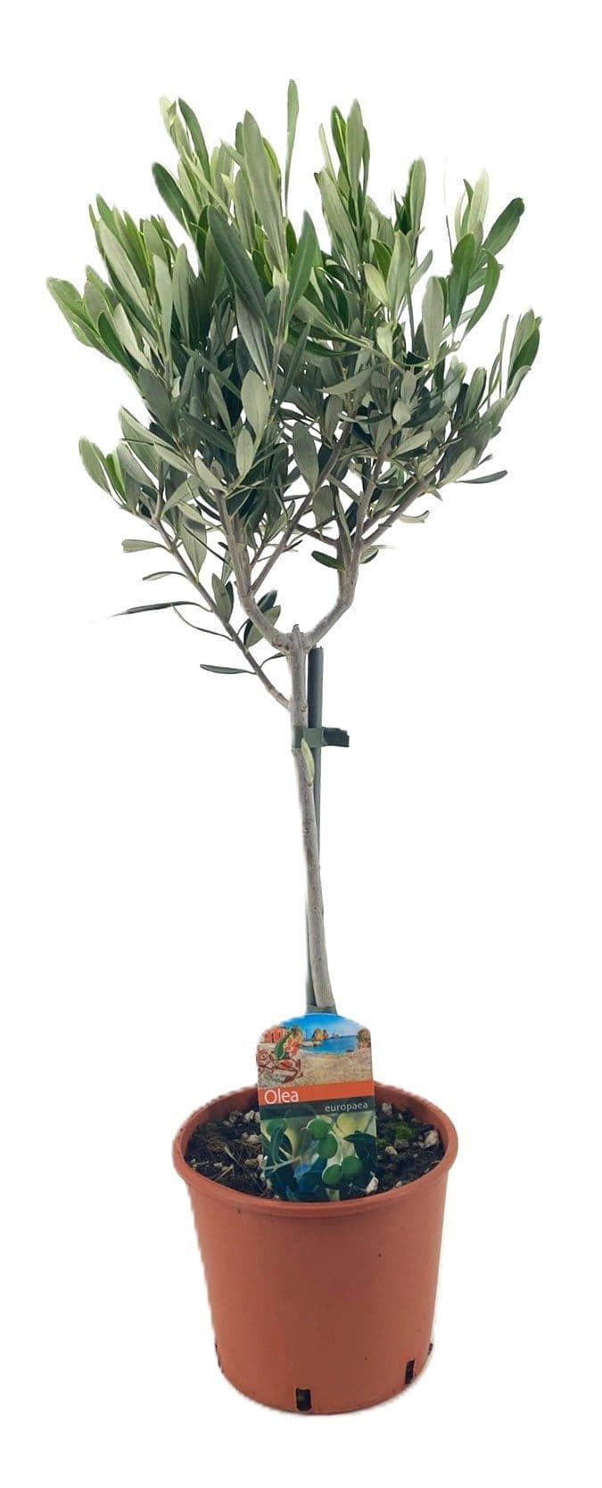 MeinVIPshop Olivenbaum 50cm Kübelpflanze