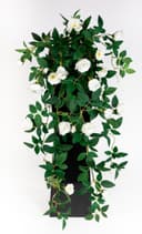 Kunstranke Rosenranke 62cm Seidenblumen Roß Weiß Bild 2
