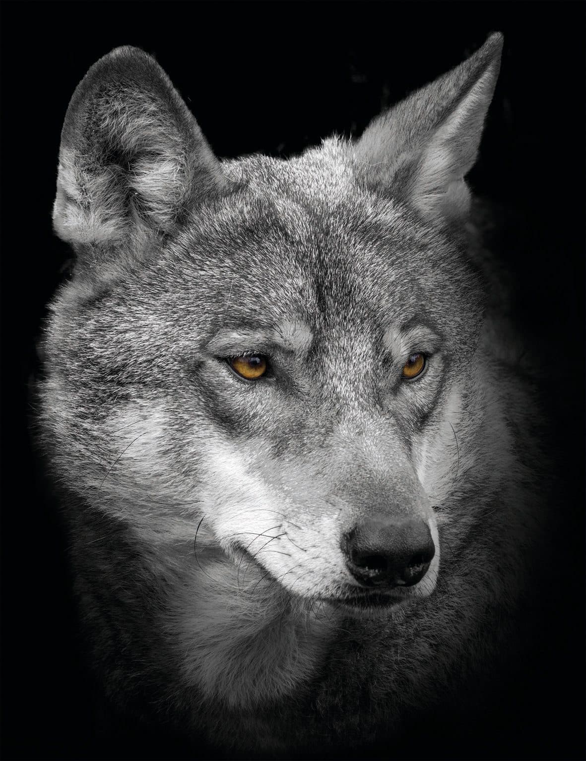 Bönninghoff Leinwandbild Wolf Keilrahmen