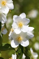 Philadelphus 'Belle Etoile' Duftjasmin Weiß Bild 2