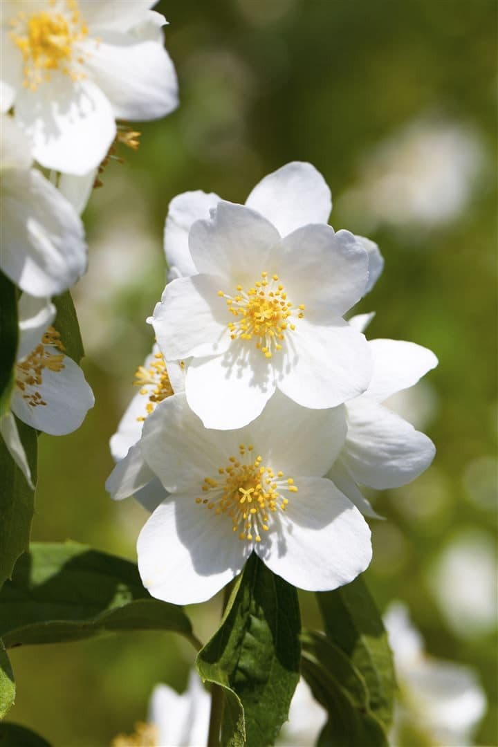 Philadelphus 'Belle Etoile' Duftjasmin Weiß - Bild 2