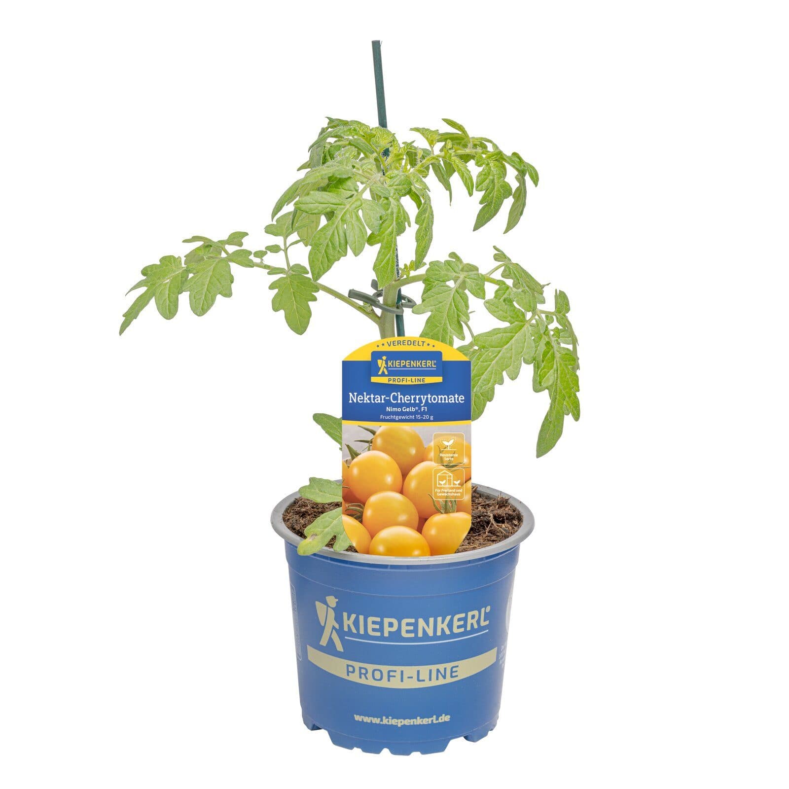Nektar-Cherrytomate Nimo Gelb veredelt F1 Topf 12cm - Bild 2