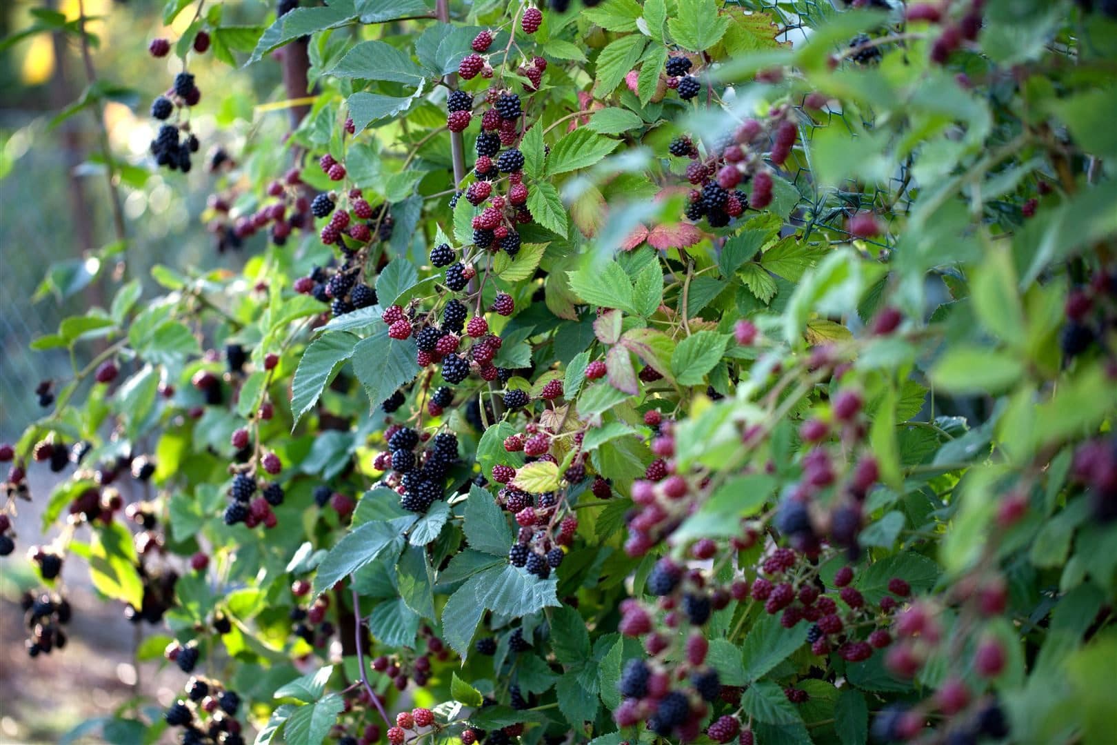 Pflanzen für Dich Brombeere 'Thornfree' Dornenlos 1 St. - Bild 2