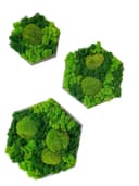 Gedankenwunder Manufaktur Moosbild Hexagon Holzrahmen Grün Bild 2