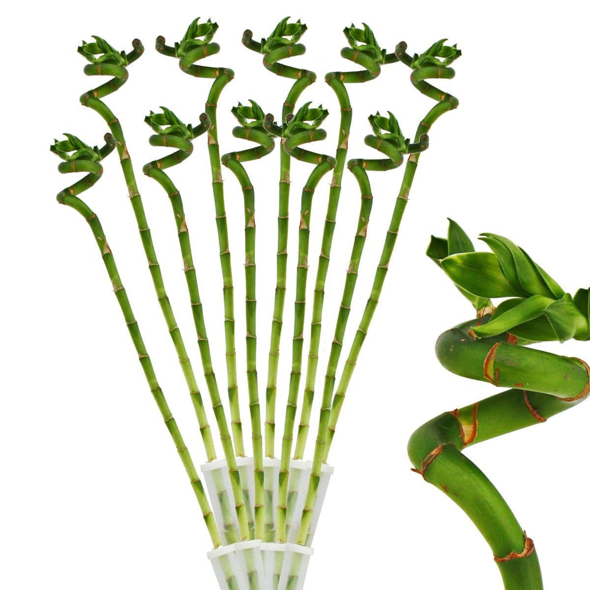 Exotenherz 10er Set Glücksbambus 'Lucky Bamboo' spiralförmig 40cm