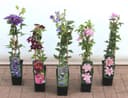 Pflanzen für Dich Kletterpflanze Clematis Hybride Blekitny Aniol Waldrebe blauviolett Bild 2