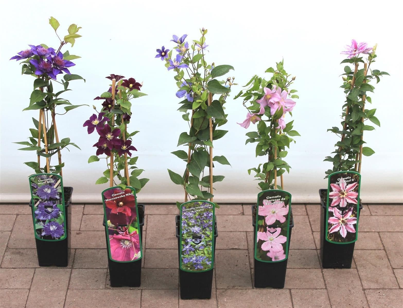 Pflanzen für Dich Kletterpflanze Clematis Hybride Blekitny Aniol Waldrebe blauviolett - Bild 2