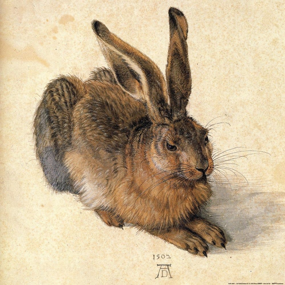 1art1 Poster Albrecht Dürer Junger Feldhase Kunstdruck 40x40 cm