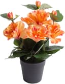 BOTANIC-HAUS Kunstblume Hibiskus im Topf Pfirsich-Lachs Schwarz Bild 2