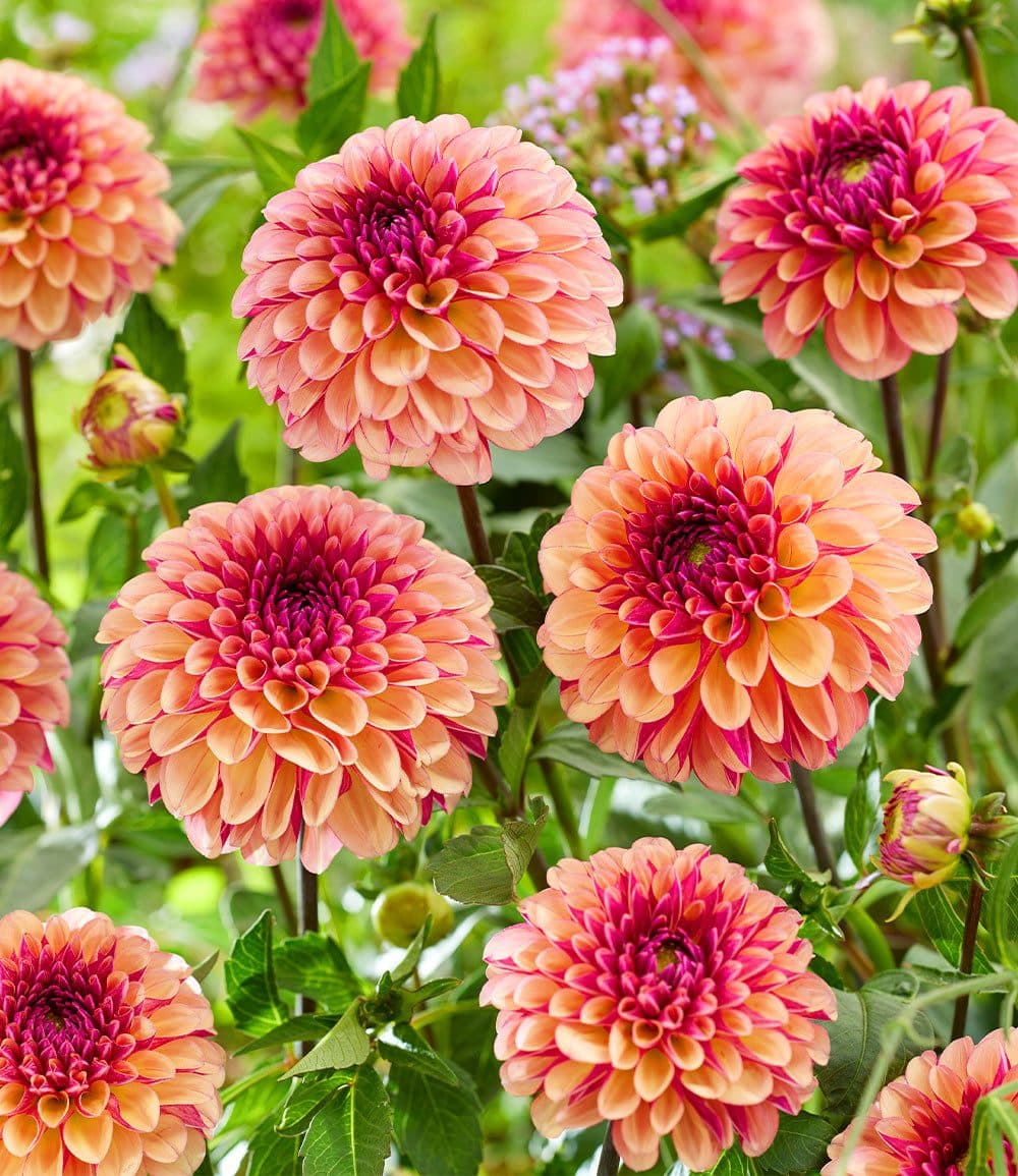 BALDUR Garten Blumenzwiebeln Dahlie 'Palmares' Bunt Reichblühend