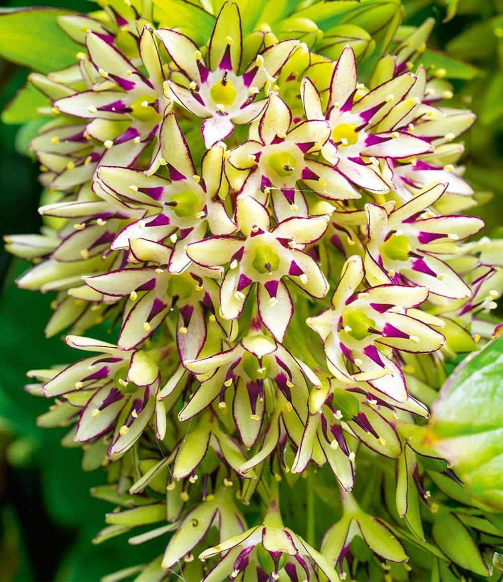 BALDUR Garten Blumenzwiebeln Eucomis 'Bi-Color' Schopflilie Bunt