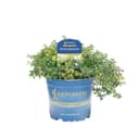 Pflanzen für Dich Zitronenthymian 12cm Topf Bild 2