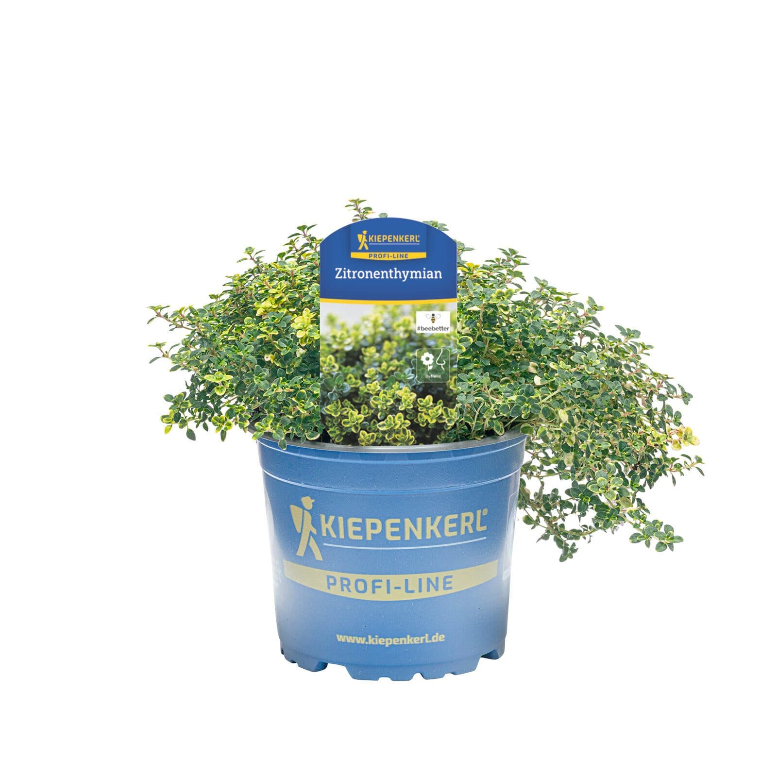 Pflanzen für Dich Zitronenthymian 12cm Topf - Bild 2