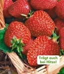 BALDUR Garten Immertragende Erdbeere 'Seascape®' 8 St. Selbstbefruchtend Rot Bild 2