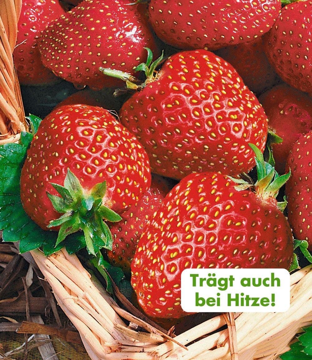 BALDUR Garten Immertragende Erdbeere 'Seascape®' 8 St. Selbstbefruchtend Rot - Bild 2