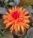 BALDUR Garten Blumenzwiebeln Dahlie 'Iron in the Fire®' Orange-Rot Bild 2