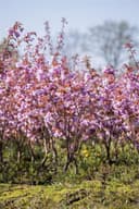 Pflanzen für Dich Prunus serr. 'Kanzan' Japanische Blütenkirsche Rosa Bild 2