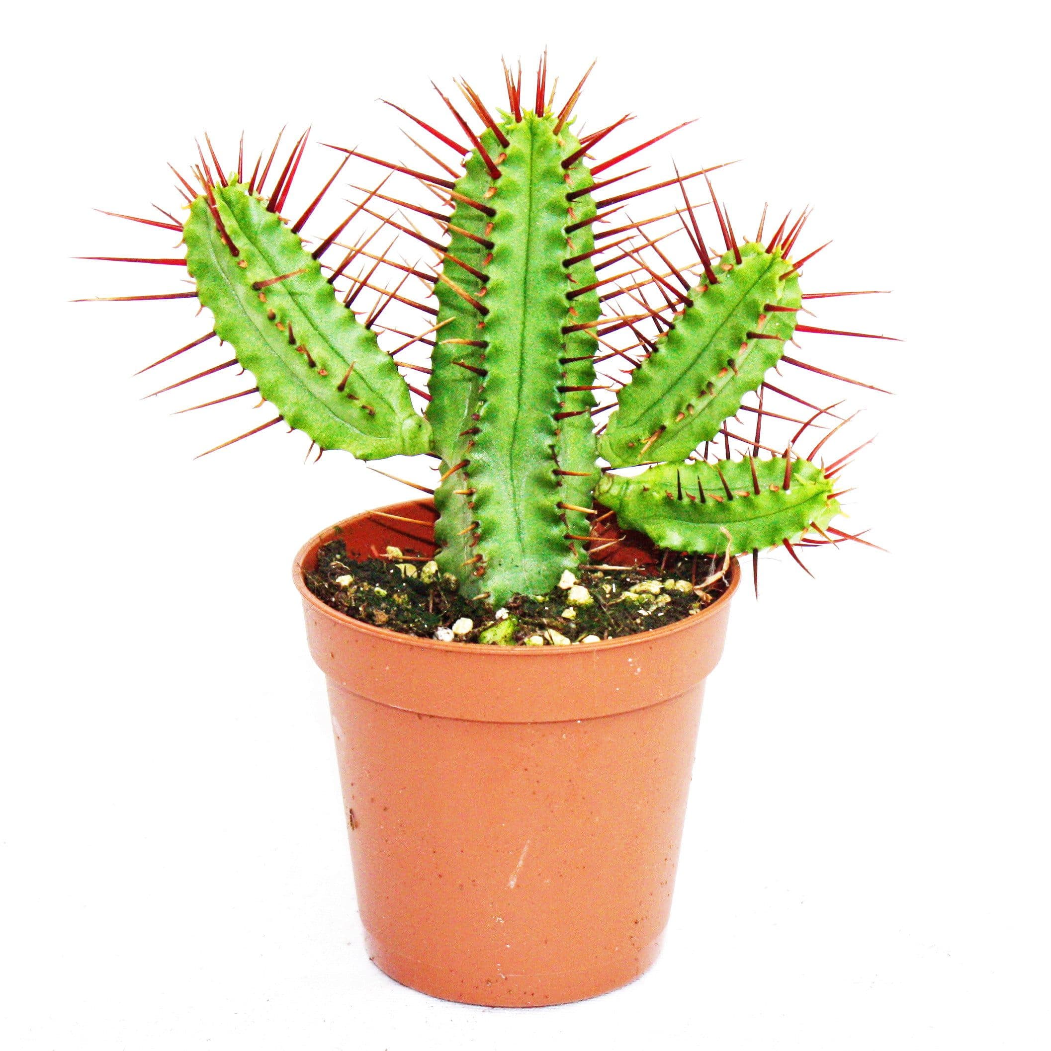 Exotenherz Euphorbia enopla Zimmerpflanze - rotdornige Wolfsmilch - 5,5cm Topf