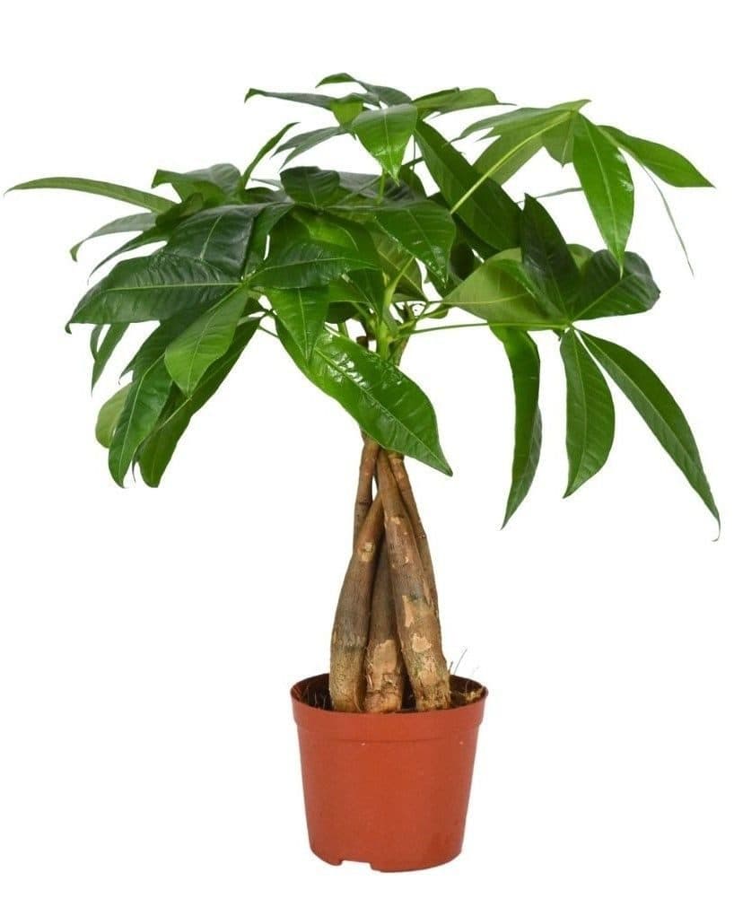 meinvipshop Glückskastanie Pachira 40 cm Zimmerpflanze
