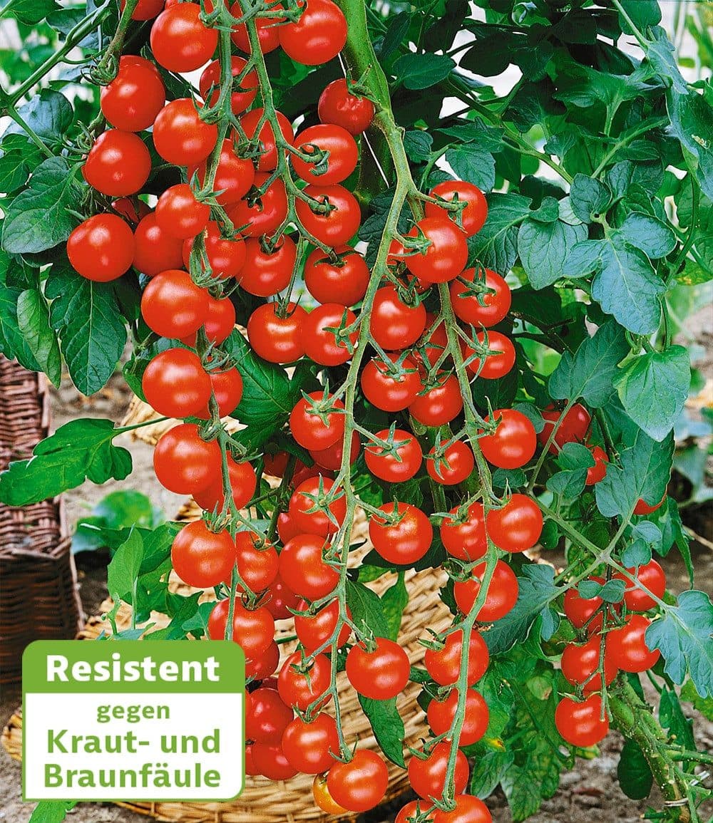 BALDUR Garten Veredelte Kirsch-Tomate 'Rubylicious' F1 4 St. Rot