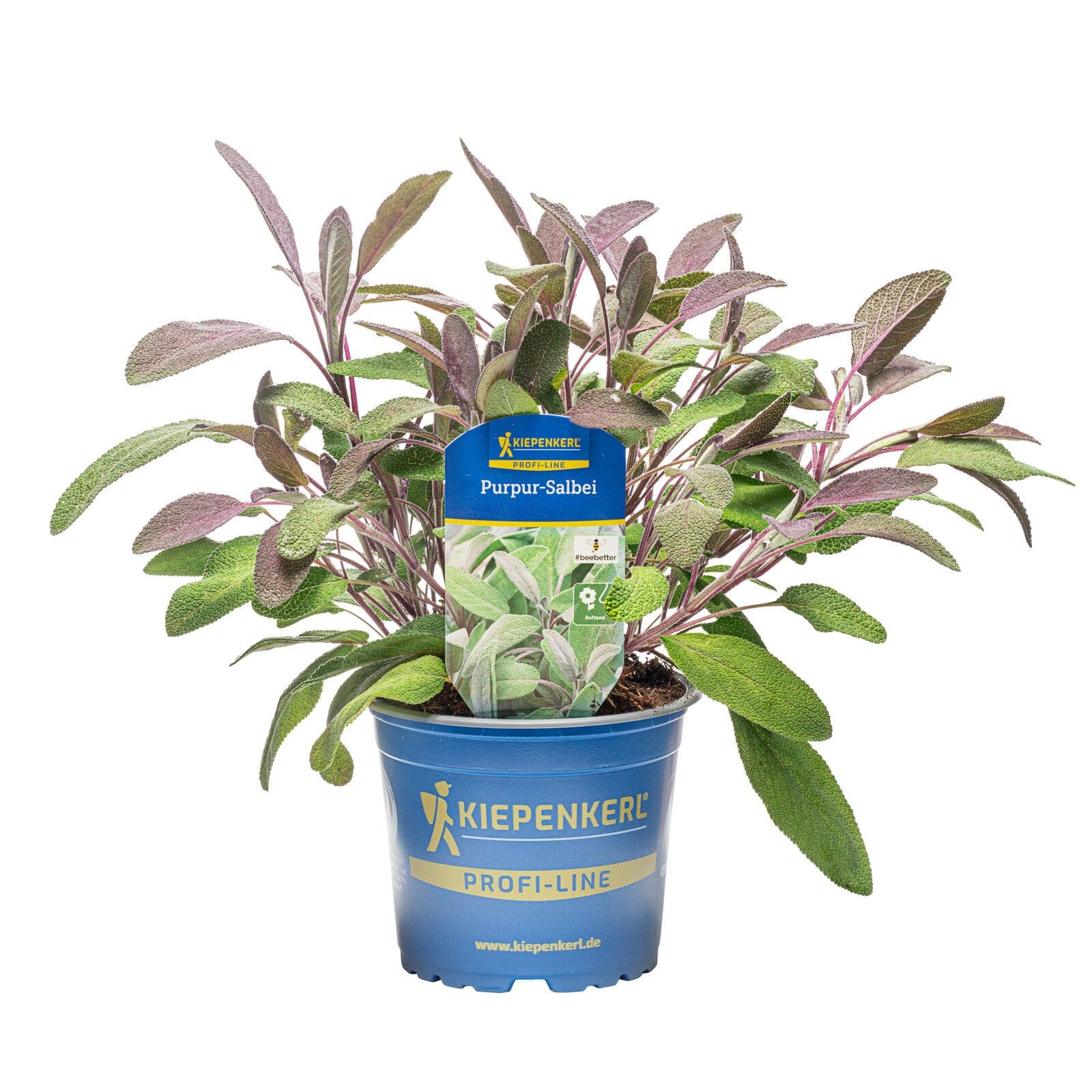 Purpursalbei Salvia officinalis Purpurascens 12cm Topf - Bild 2
