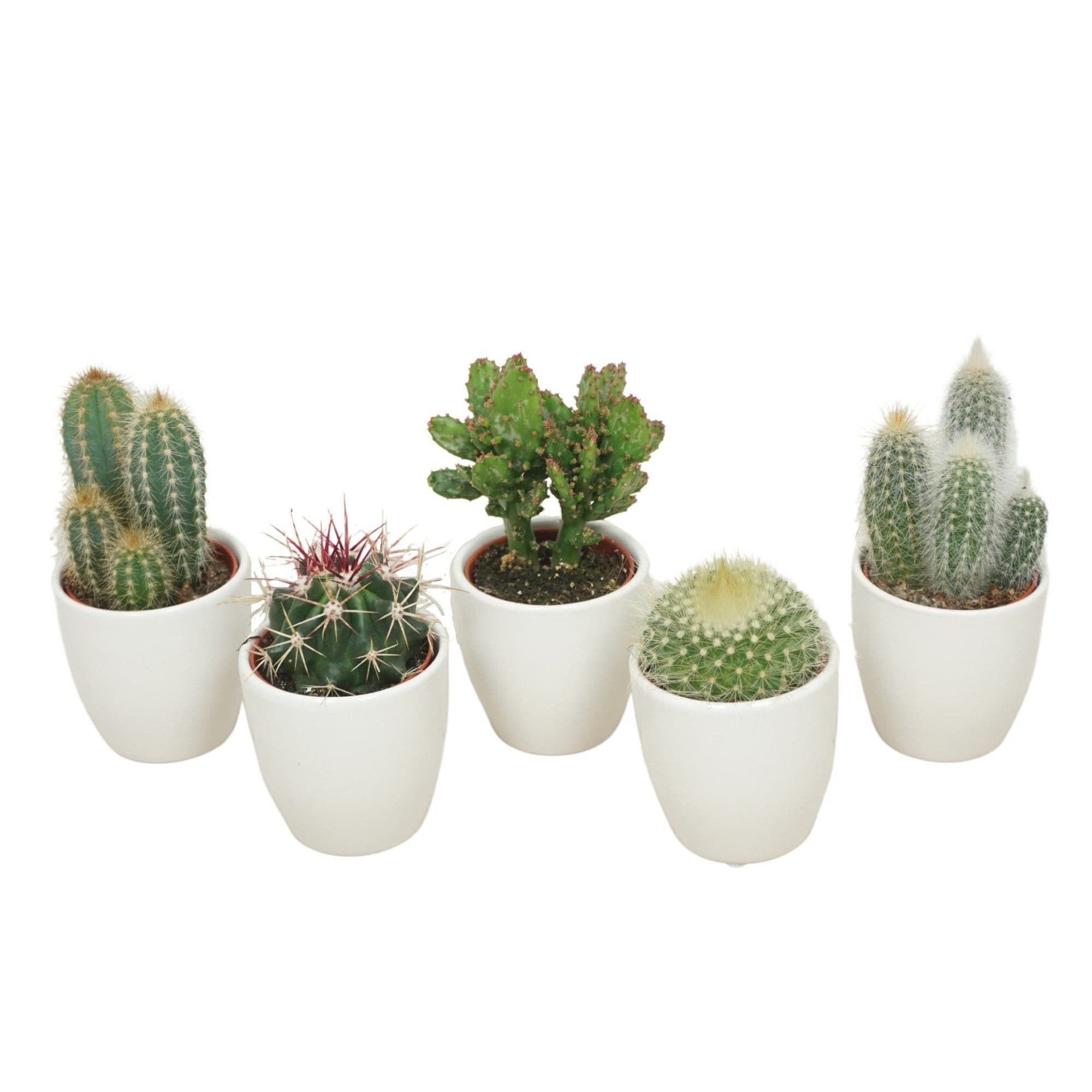 meinvipshop Kakteen 5er Set in weißem Keramikübertopf