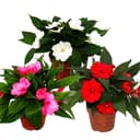 Exotenherz Edel-Lieschen Impatiens Neu-Guinea 3er Set bunt Bild 2