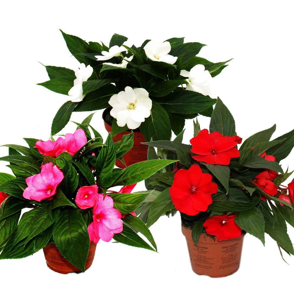 Exotenherz Edel-Lieschen Impatiens Neu-Guinea 3er Set bunt - Bild 2