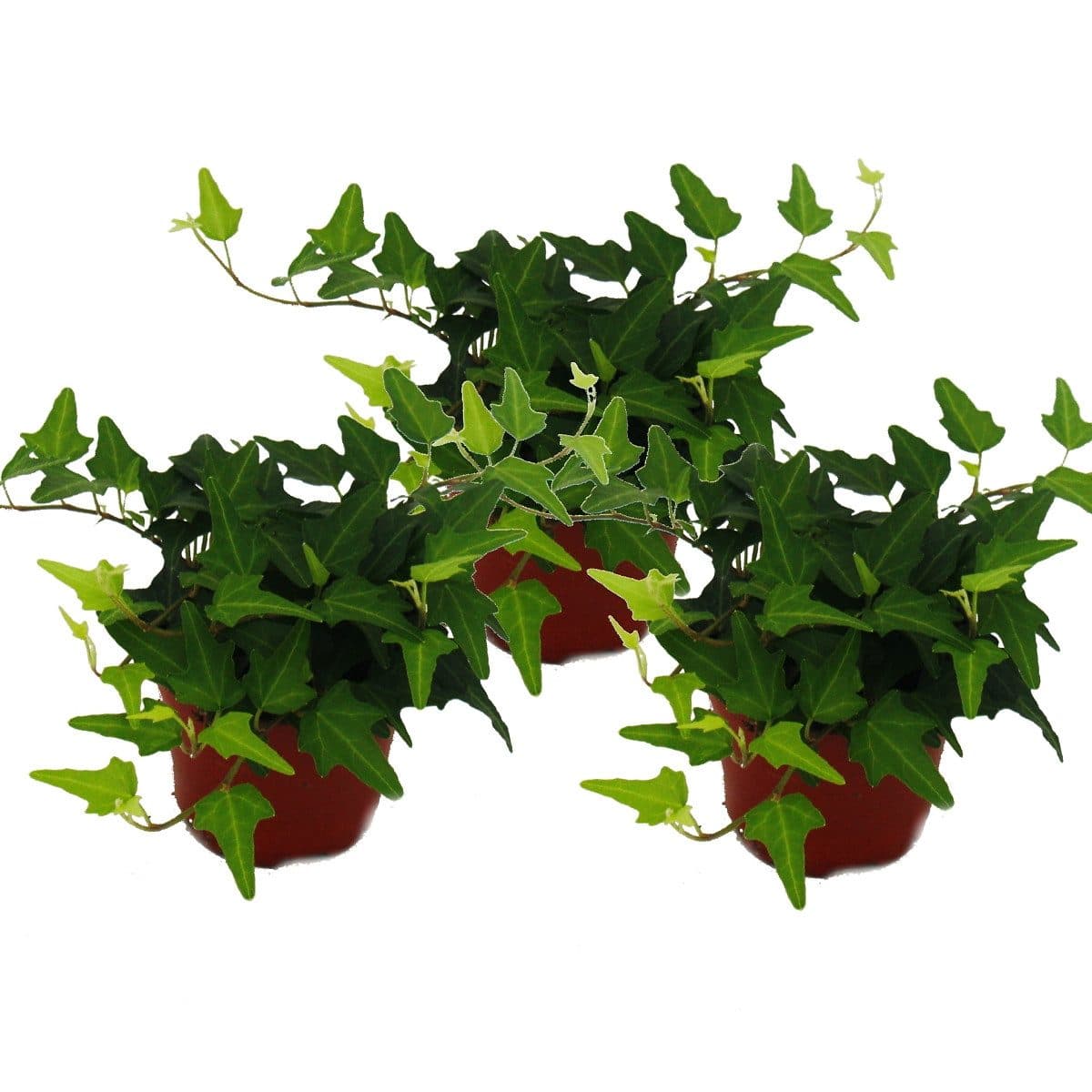 Exotenherz Zimmerpflanze 3er Set Hedera Helix Grünlaubig 9cm Topf
