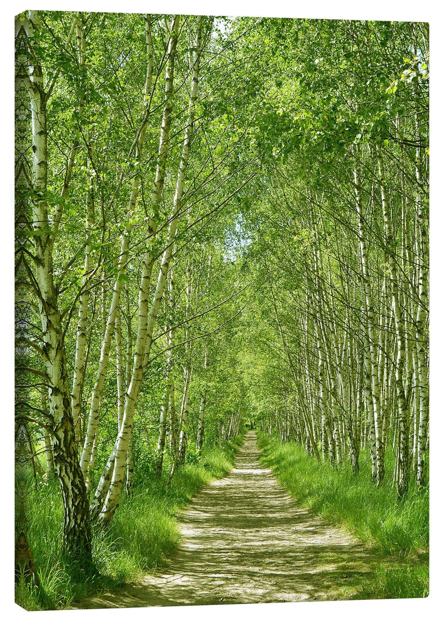 Posterlounge Leinwandbild Waldweg im Birkenwald I grün - Bild 2
