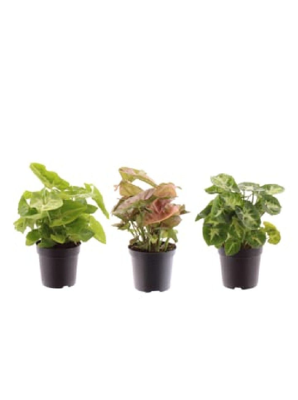 meinvipshop Syngonium 3er Set Gemischte Zimmerpflanze Grün