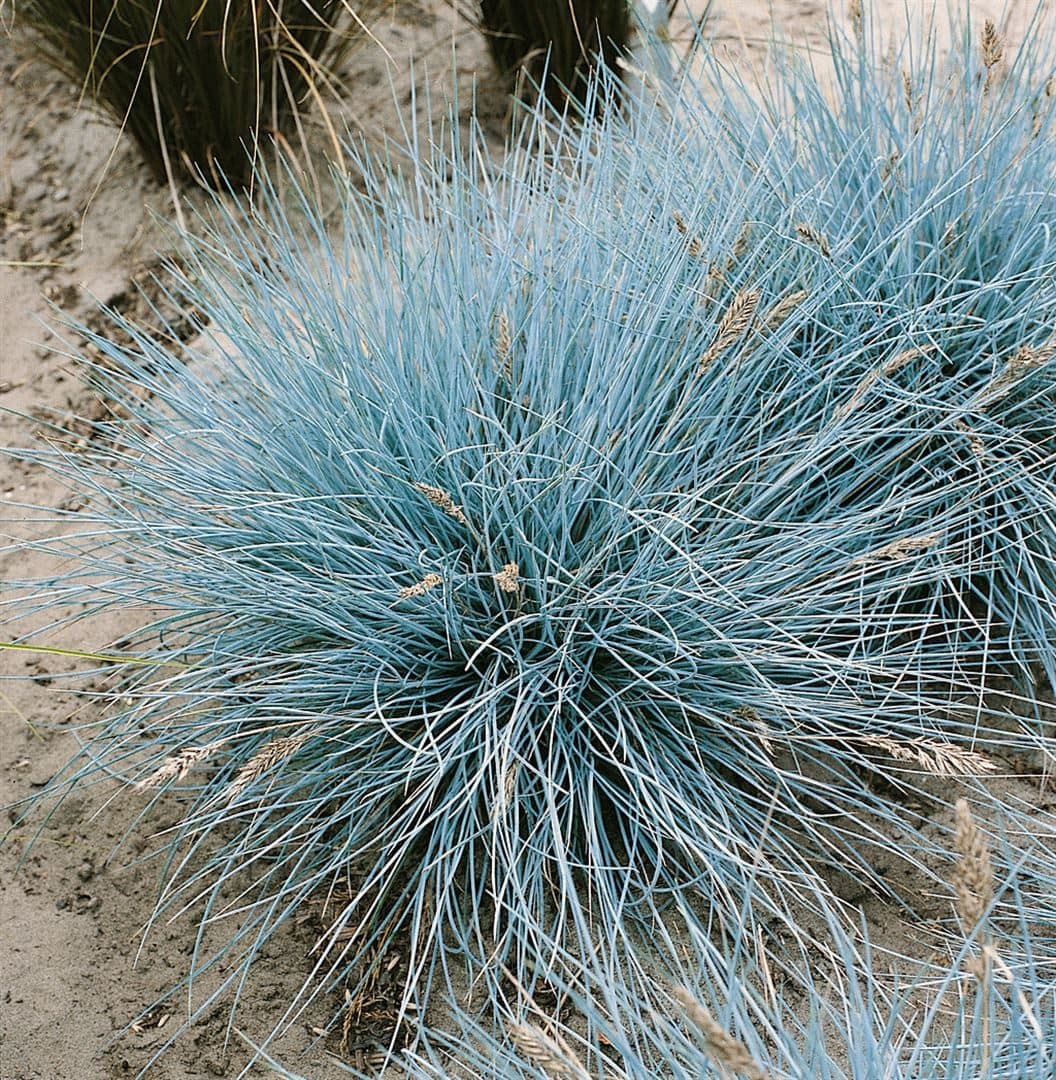 Pflanzen für Dich Blauschwingel Festuca cinerea 'Uchte' Silbrig-Blau