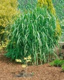 Pflanzen für Dich Miscanthus giganteus 'Aksel Olsen' Riesen-Chinaschilf Grün Bild 2