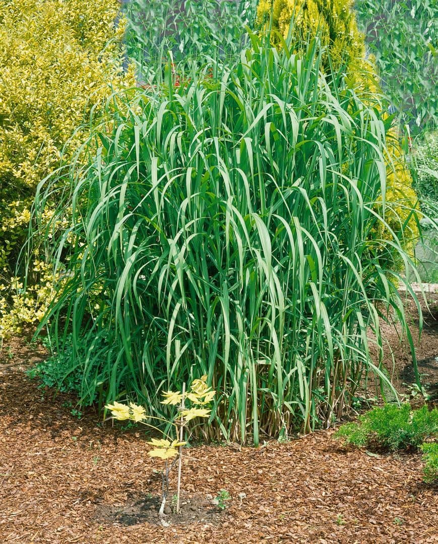 Pflanzen für Dich Miscanthus giganteus 'Aksel Olsen' Riesen-Chinaschilf Grün - Bild 2