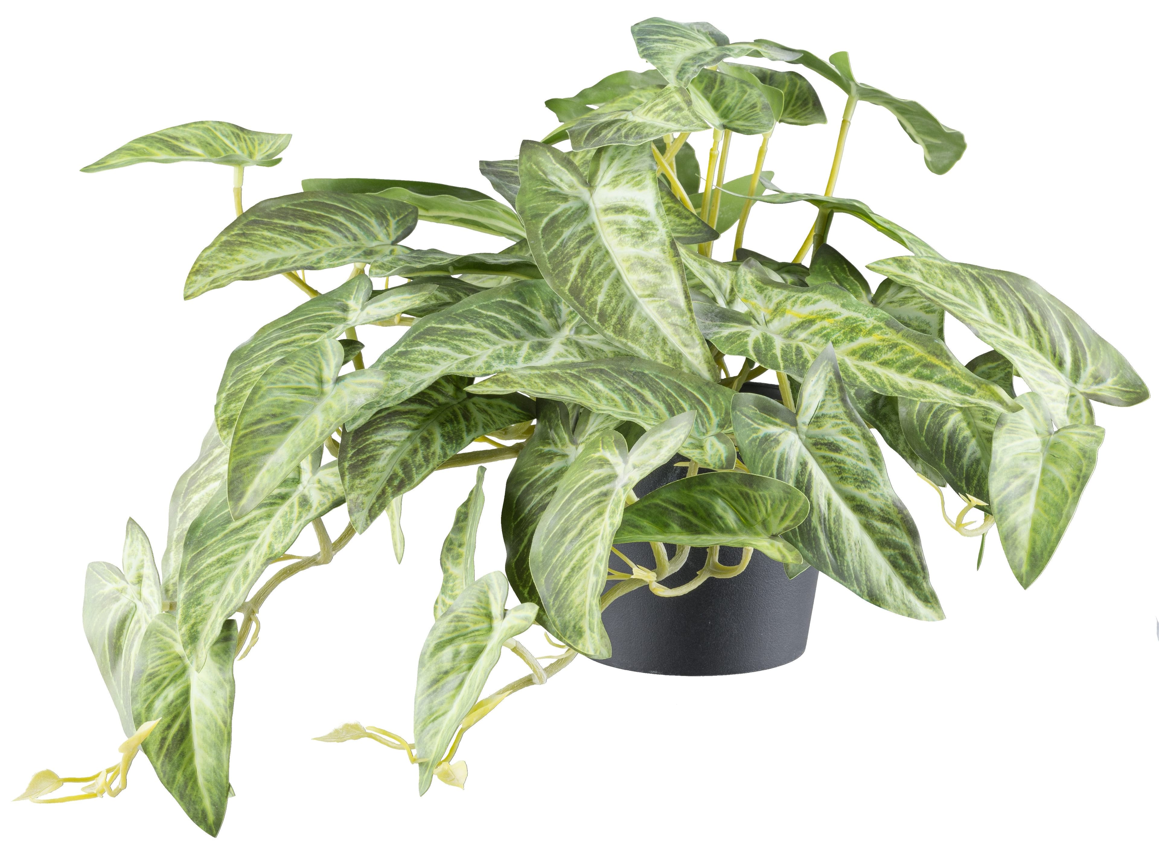 Creativ green Kunstpflanze Alocasia Grün 40 cm