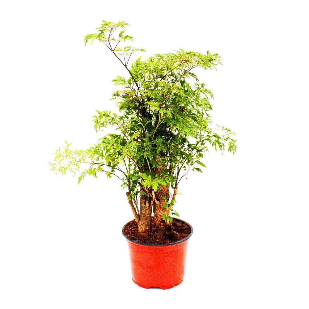 Exotenherz Fiederaralie Polyscias fruticosa Zimmerpflanze mit Stamm 12cm Topf