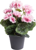 BOTANIC-HAUS Kunstblume Geranie mit 6 Stielen Beige Rosa Bild 2