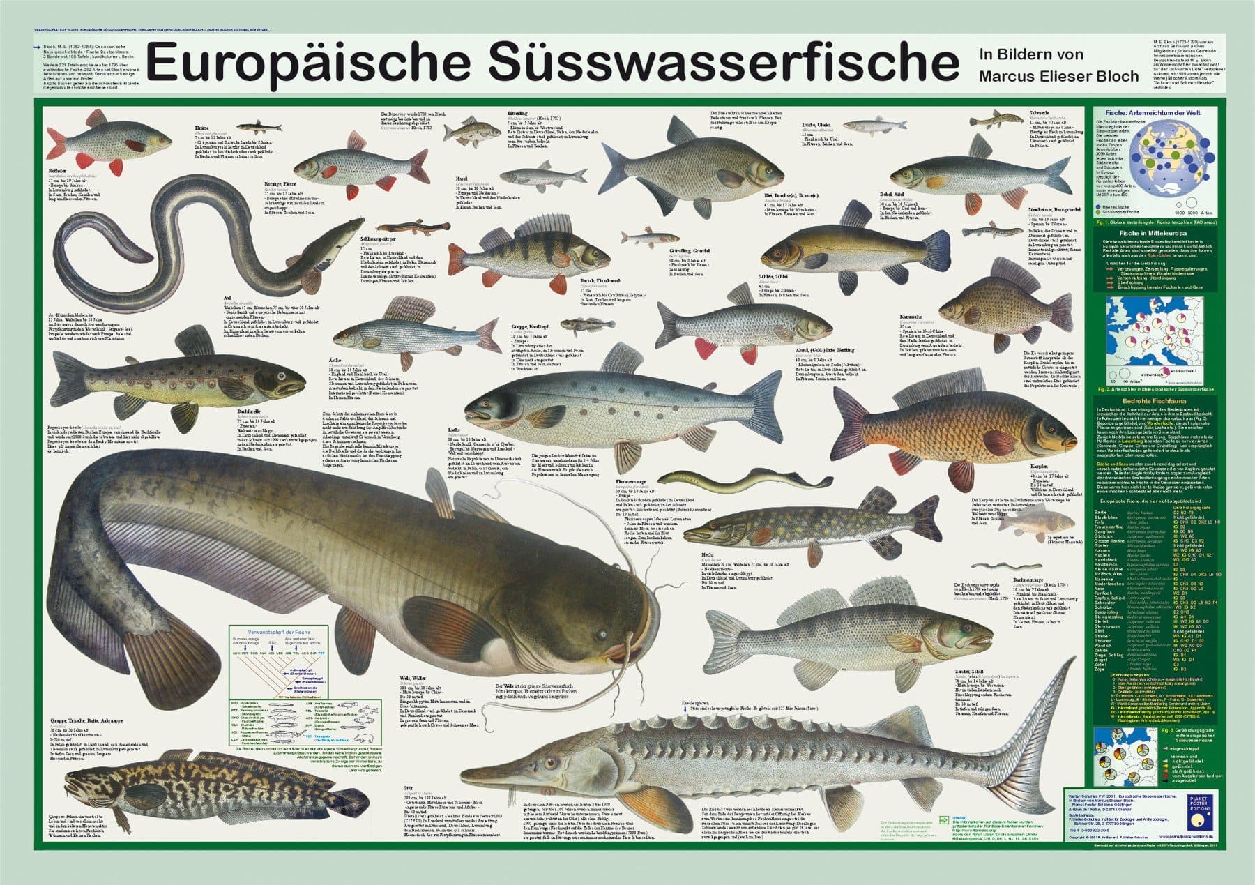 Close Up Poster Europäische Süsswasserfische DIN A1