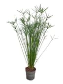 Meinvipshop Zimmerpflanze Exotische echte Palme 55cm XXL Papyrus Bild 2