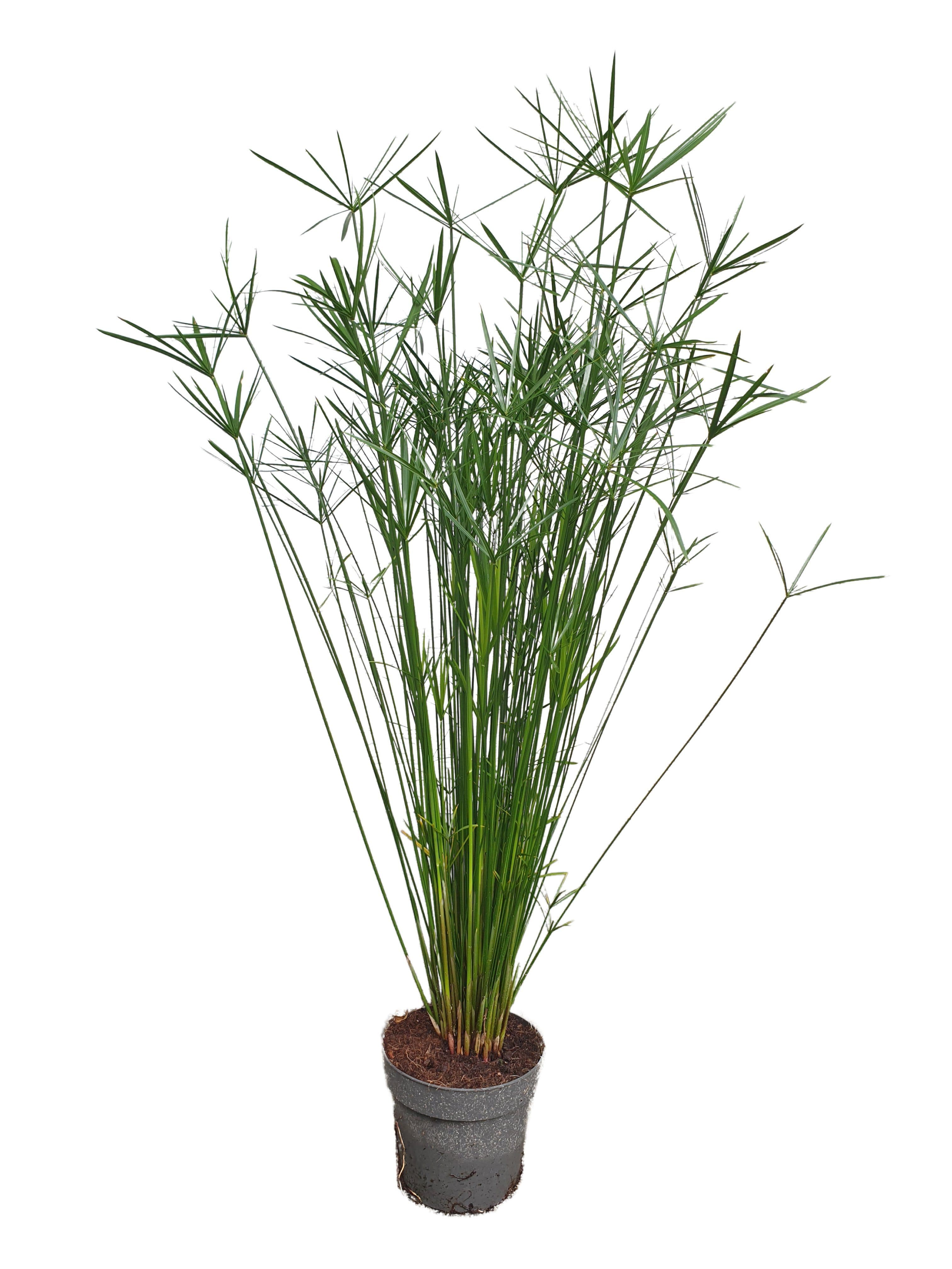 Meinvipshop Zimmerpflanze Exotische echte Palme 55cm XXL Papyrus - Bild 2