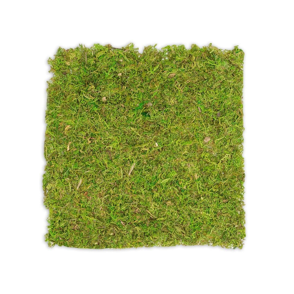 NaDeco Moosplatte Quadratisch 38x38cm Moosbild Bastelnaturmaterial - Bild 2