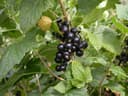 Pflanzen für Dich Schwarze Johannisbeere Titania, 1 St., selbstfruchtbar, vitaminreich Bild 2