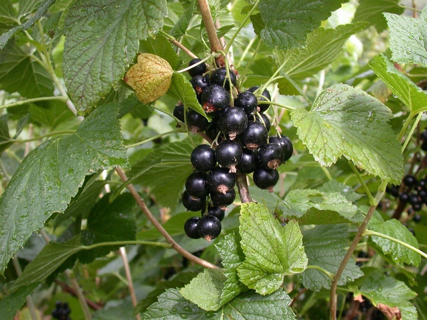 Pflanzen für Dich Schwarze Johannisbeere Titania, 1 St., selbstfruchtbar, vitaminreich - Bild 2