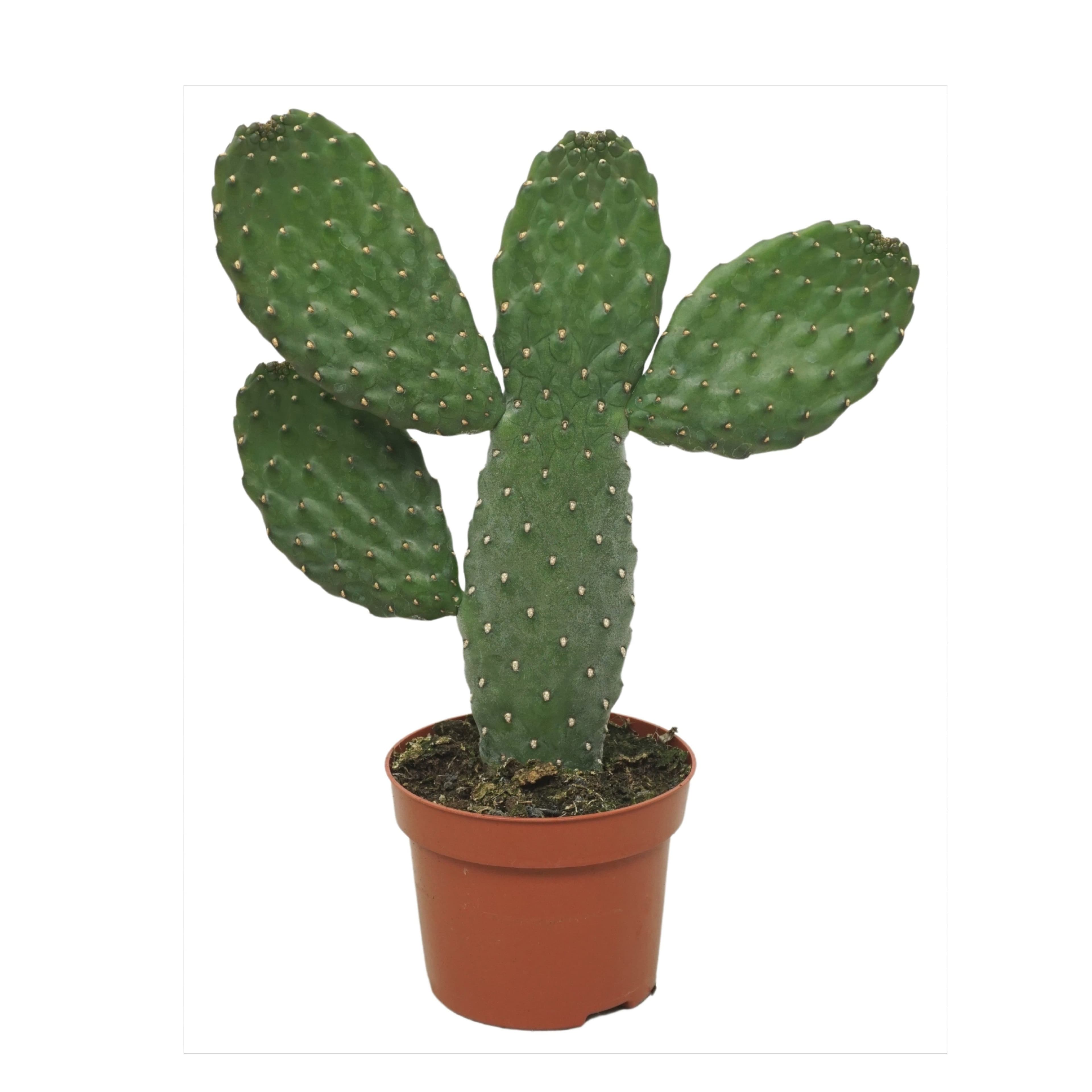 meinvipshop Zimmerpflanze Kaktus Opuntia Consulea