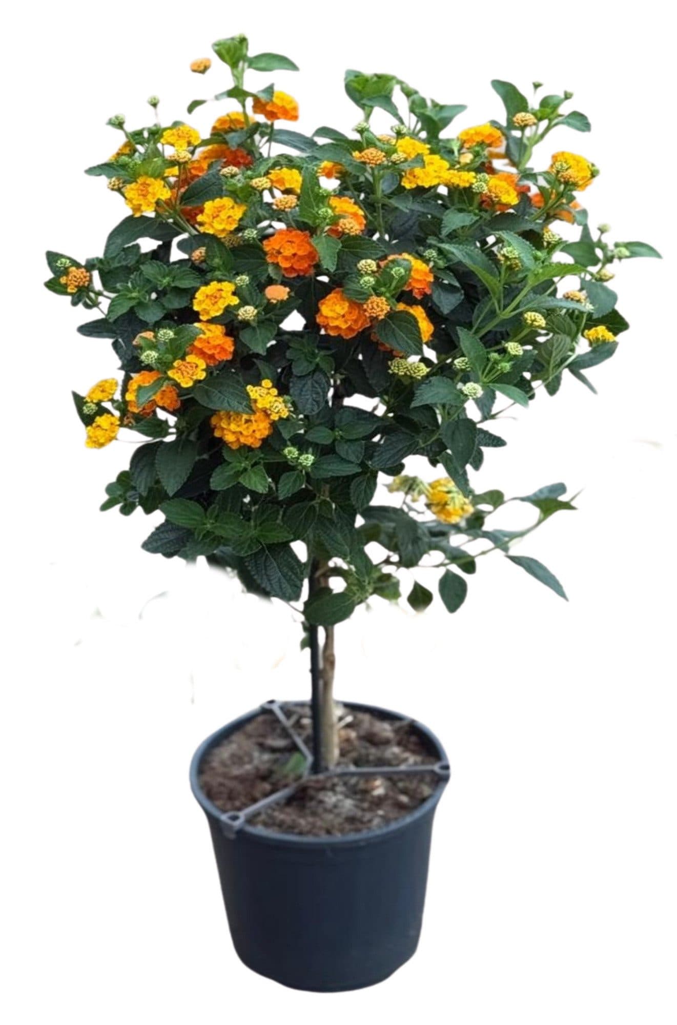meinvipshop Wandelröschen Stamm 75cm XXL Lantana