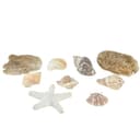 Posiwio Naturmaterial Deko Set Weiß Beige Maritime Muscheln 400g Bild 2