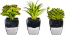 Kunstpflanze Loreen Sukkulente OTTO home 3er Set Bild 2
